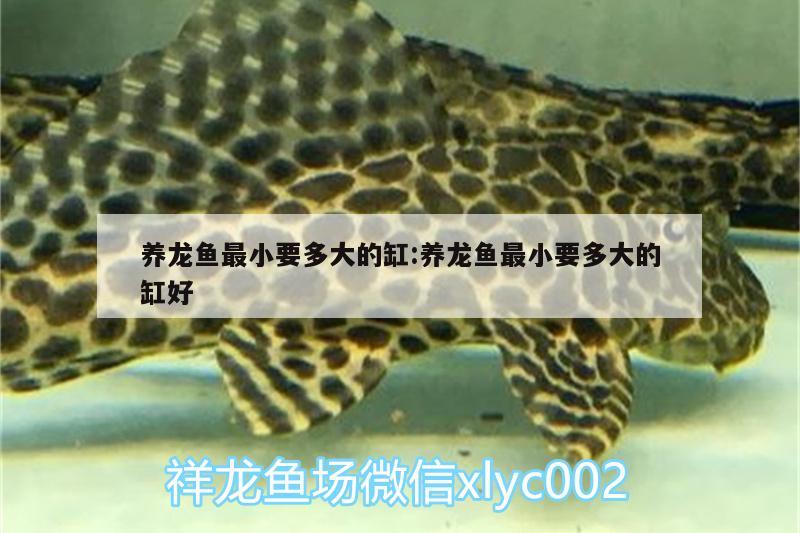 養(yǎng)龍魚最小要多大的缸:養(yǎng)龍魚最小要多大的缸好