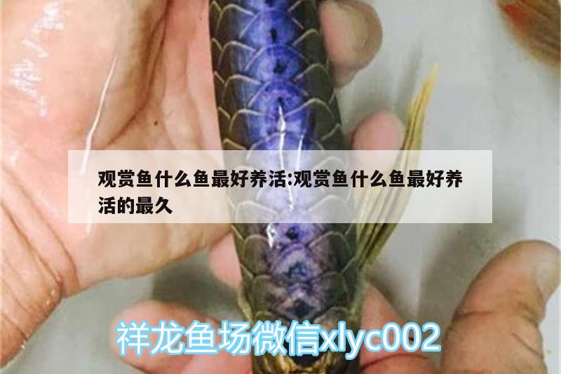 觀賞魚什么魚最好養(yǎng)活:觀賞魚什么魚最好養(yǎng)活的最久