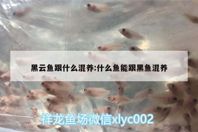 黑云魚跟什么混養(yǎng):什么魚能跟黑魚混養(yǎng)