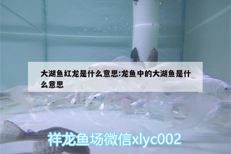 大湖魚紅龍是什么意思:龍魚中的大湖魚是什么意思 銀河星鉆魚