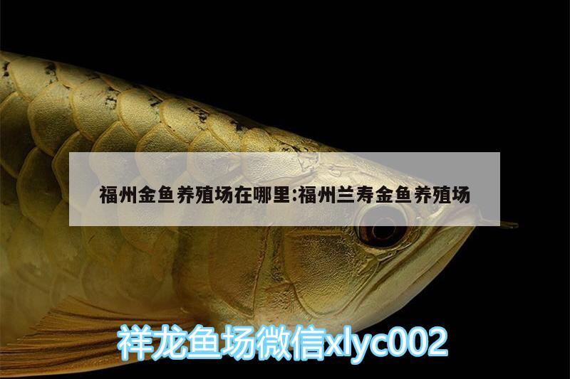 福州金魚(yú)養(yǎng)殖場(chǎng)在哪里:福州蘭壽金魚(yú)養(yǎng)殖場(chǎng) 海象魚(yú)