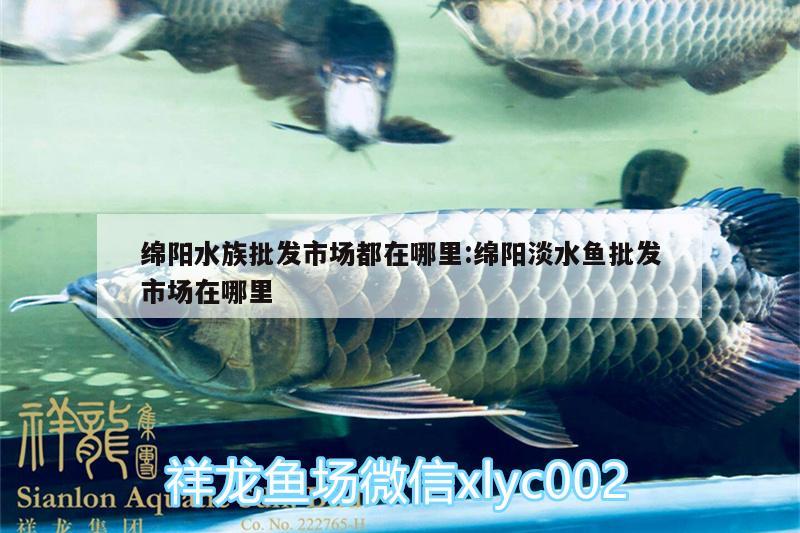 綿陽水族批發(fā)市場都在哪里:綿陽淡水魚批發(fā)市場在哪里 觀賞魚水族批發(fā)市場