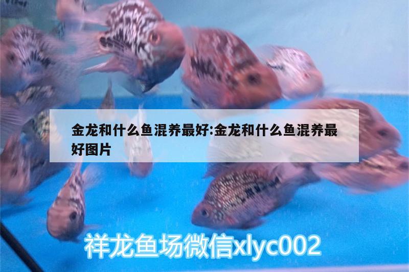 金龍和什么魚混養(yǎng)最好:金龍和什么魚混養(yǎng)最好圖片