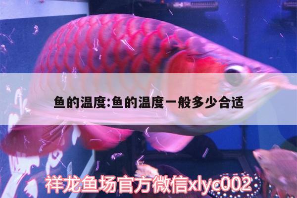 魚(yú)的溫度:魚(yú)的溫度一般多少合適