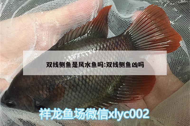 雙線側(cè)魚是風水魚嗎:雙線側(cè)魚兇嗎 魚缸風水