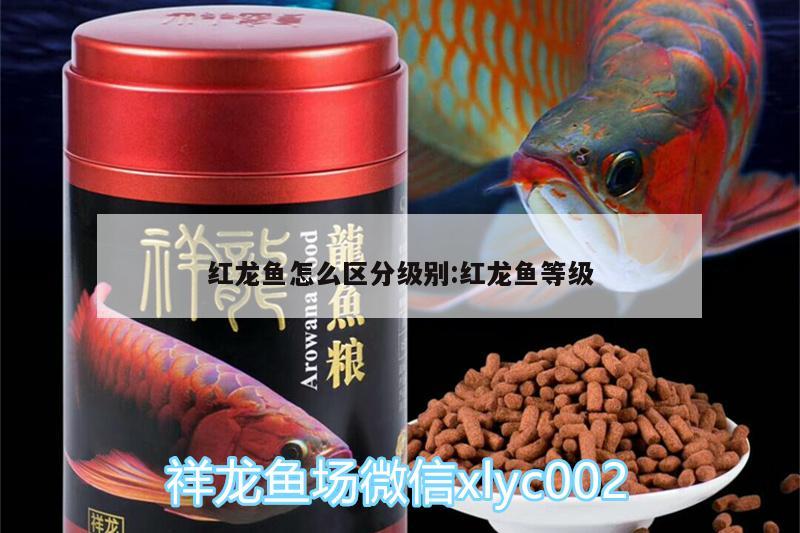 紅龍魚怎么區(qū)分級別:紅龍魚等級 恐龍王魚