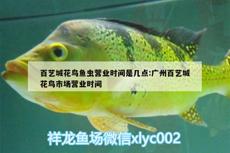 百藝城花鳥魚蟲營業(yè)時間是幾點:廣州百藝城花鳥市場營業(yè)時間