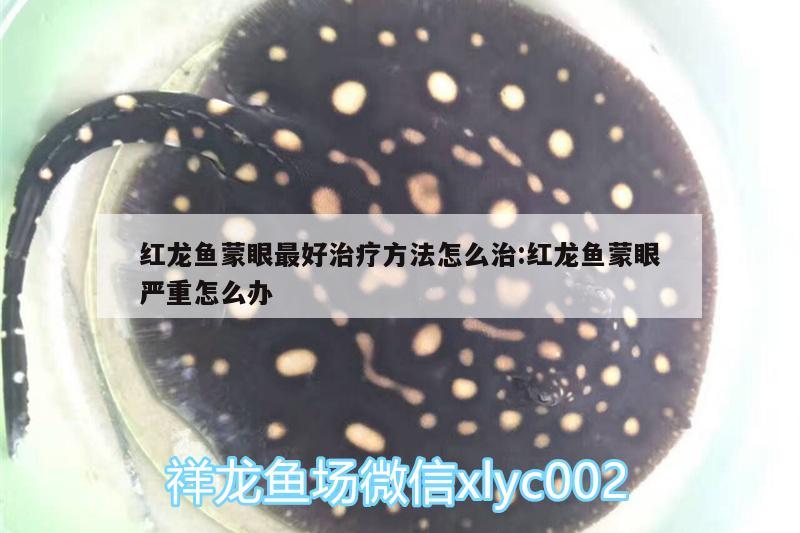 紅龍魚蒙眼最好治療方法怎么治:紅龍魚蒙眼嚴重怎么辦 廣州水族器材濾材批發(fā)市場