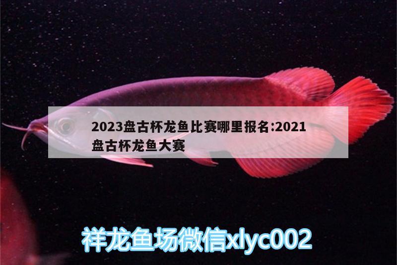 2023盤古杯龍魚比賽哪里報(bào)名:2021盤古杯龍魚大賽