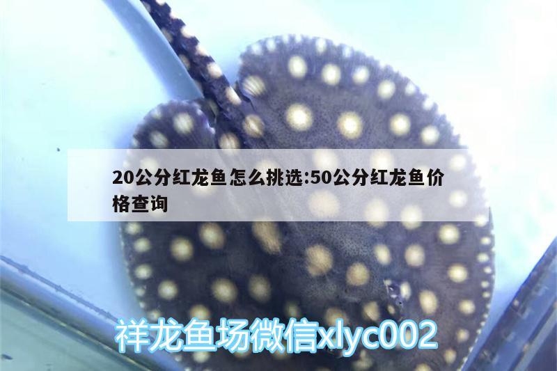 20公分紅龍魚怎么挑選:50公分紅龍魚價格查詢