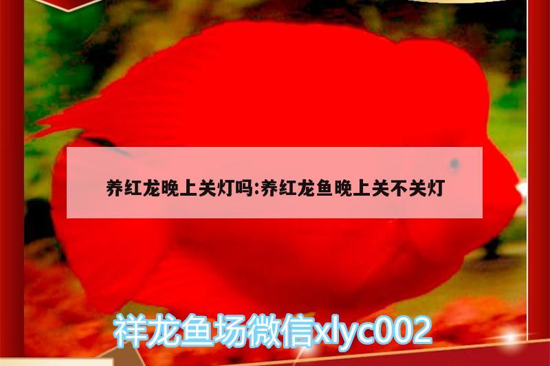 養(yǎng)紅龍晚上關(guān)燈嗎:養(yǎng)紅龍魚晚上關(guān)不關(guān)燈