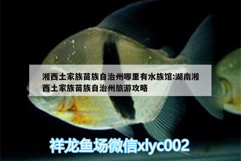 湘西土家族苗族自治州哪里有水族館:湖南湘西土家族苗族自治州旅游攻略 細(xì)線銀板魚苗