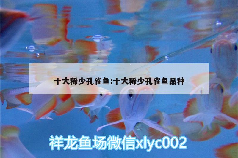 十大稀少孔雀魚:十大稀少孔雀魚品種 狗仔（招財貓)魚苗