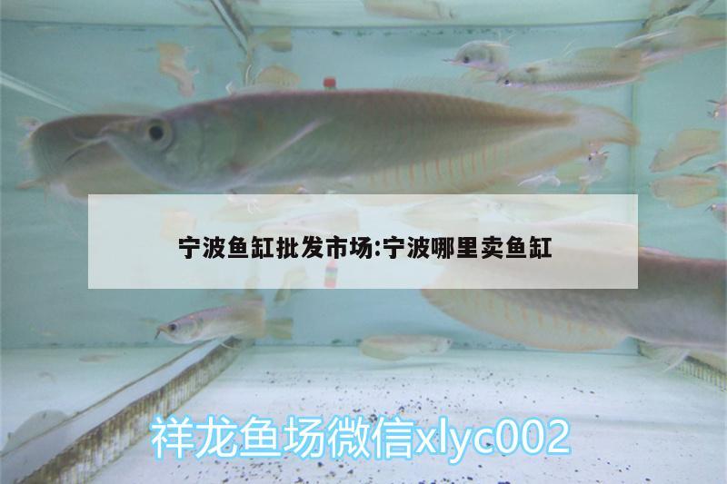 寧波魚缸批發(fā)市場:寧波哪里賣魚缸