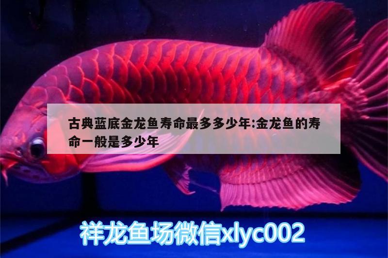 古典藍(lán)底金龍魚壽命最多多少年:金龍魚的壽命一般是多少年