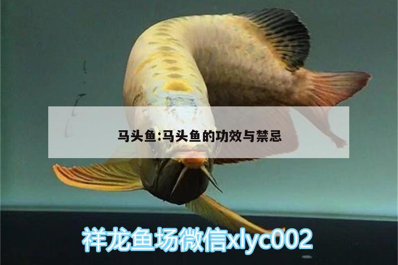 馬頭魚:馬頭魚的功效與禁忌