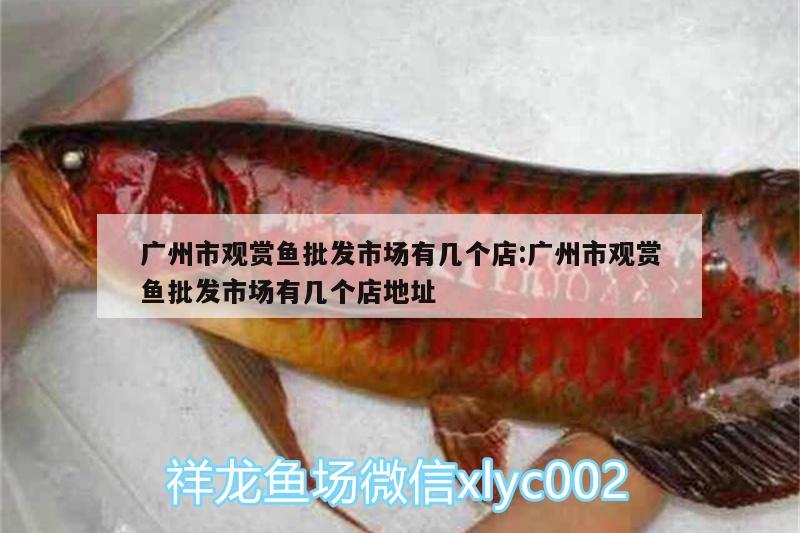 廣州市觀賞魚批發(fā)市場有幾個店:廣州市觀賞魚批發(fā)市場有幾個店地址 觀賞魚批發(fā)