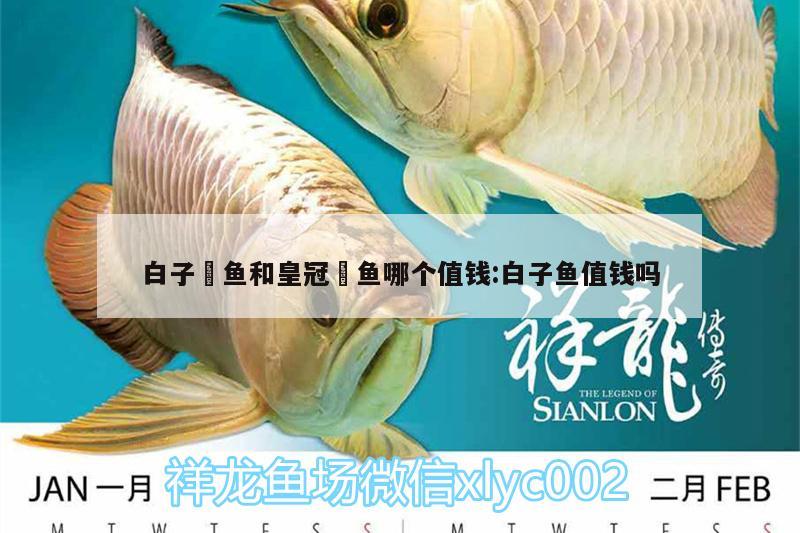 白子魟魚和皇冠魟魚哪個值錢:白子魚值錢嗎 硝化細菌