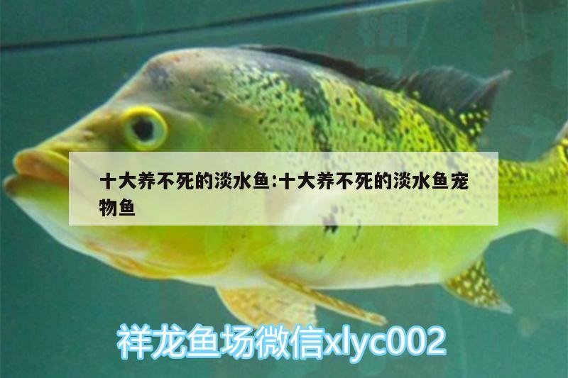 十大養(yǎng)不死的淡水魚:十大養(yǎng)不死的淡水魚寵物魚