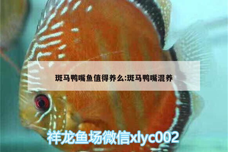 斑馬鴨嘴魚值得養(yǎng)么:斑馬鴨嘴混養(yǎng)