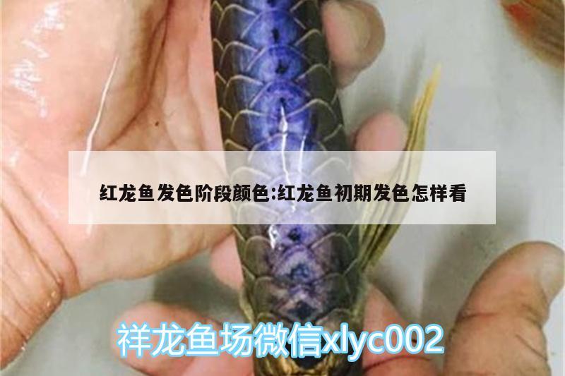 紅龍魚發(fā)色階段顏色:紅龍魚初期發(fā)色怎樣看