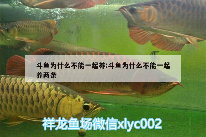 斗魚為什么不能一起養(yǎng):斗魚為什么不能一起養(yǎng)兩條 一眉道人魚