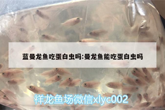 藍(lán)曼龍魚吃蛋白蟲嗎:曼龍魚能吃蛋白蟲嗎 虎魚魚苗