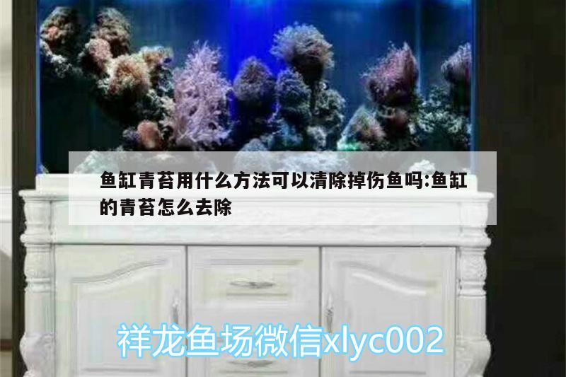 魚缸青苔用什么方法可以清除掉傷魚嗎:魚缸的青苔怎么去除 吉羅魚批發(fā)