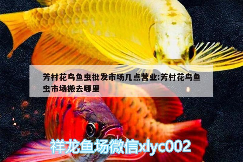 芳村花鳥魚蟲批發(fā)市場幾點營業(yè):芳村花鳥魚蟲市場搬去哪里 祥龍藍珀金龍魚