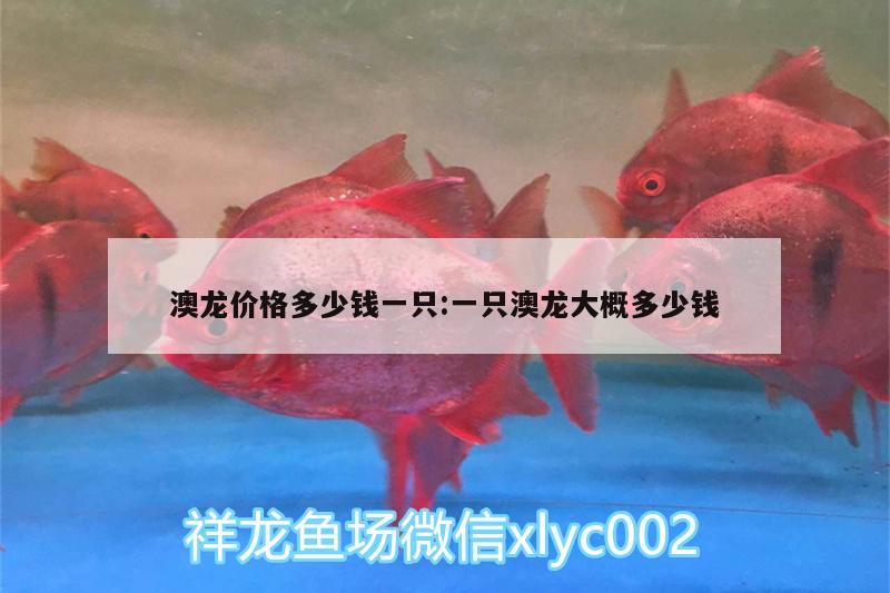 澳龍價(jià)格多少錢一只:一只澳龍大概多少錢 女王大帆魚苗