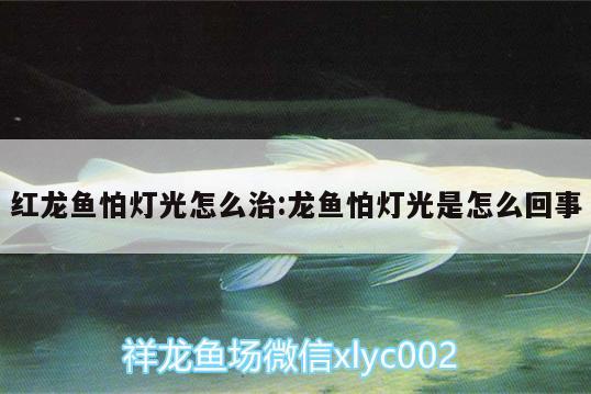 紅龍魚怕燈光怎么治:龍魚怕燈光是怎么回事 白寫錦鯉魚