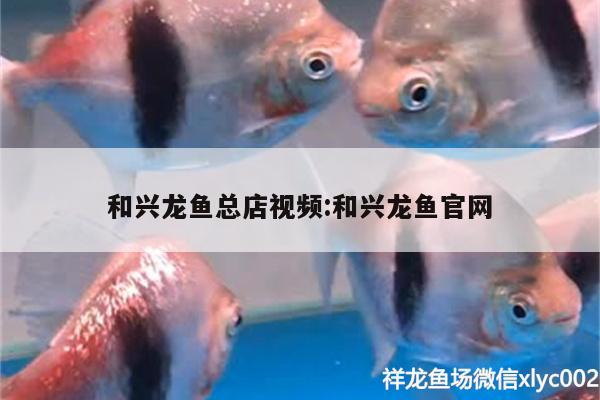 和興龍魚總店視頻:和興龍魚官網(wǎng)