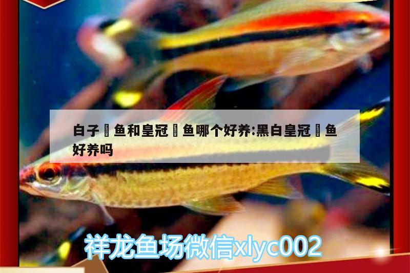 白子魟魚(yú)和皇冠魟魚(yú)哪個(gè)好養(yǎng):黑白皇冠魟魚(yú)好養(yǎng)嗎 白子銀龍魚(yú)苗