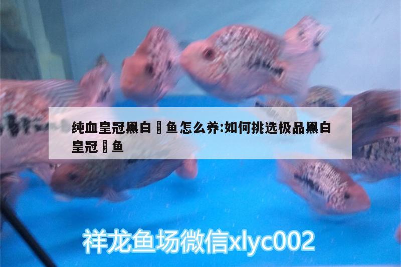 純血皇冠黑白魟魚(yú)怎么養(yǎng):如何挑選極品黑白皇冠魟魚(yú) 純血皇冠黑白魟魚(yú)