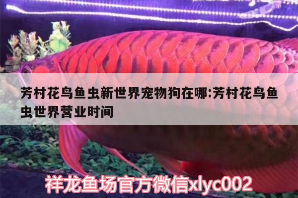 芳村花鳥魚蟲新世界寵物狗在哪:芳村花鳥魚蟲世界營業(yè)時間 觀賞龜/鱉飼料