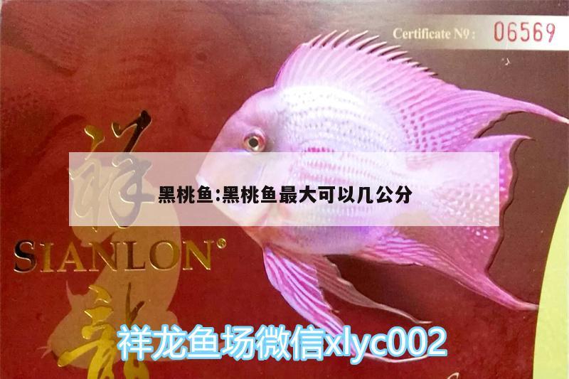 黑桃魚:黑桃魚最大可以幾公分 狗仔（招財貓)魚苗