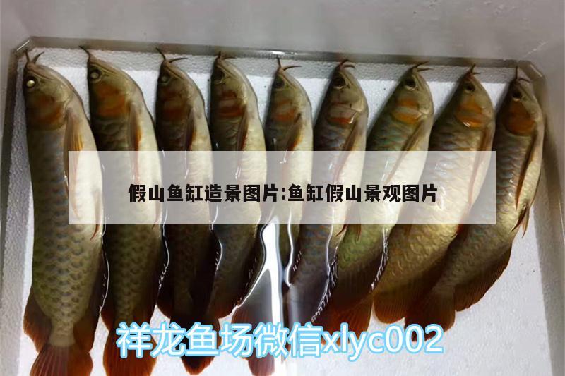 假山魚缸造景圖片:魚缸假山景觀圖片