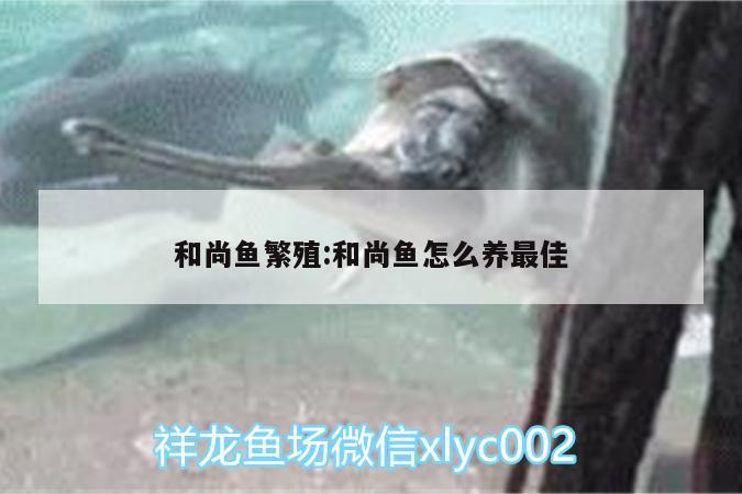 和尚魚(yú)繁殖:和尚魚(yú)怎么養(yǎng)最佳 和尚魚(yú)