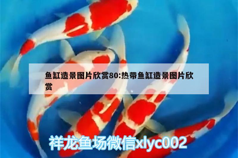 魚缸造景圖片欣賞80:熱帶魚缸造景圖片欣賞