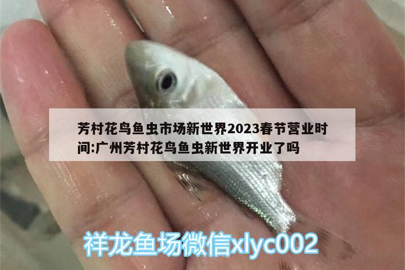 芳村花鳥魚蟲市場新世界2023春節(jié)營業(yè)時間:廣州芳村花鳥魚蟲新世界開業(yè)了嗎 魚缸百科