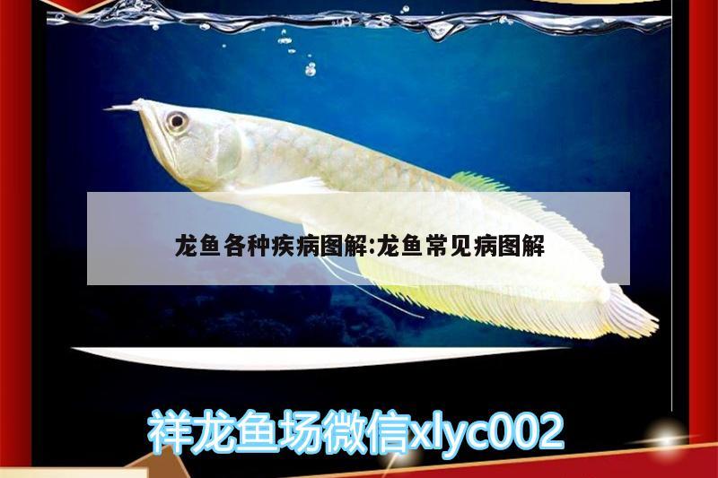 龍魚各種疾病圖解:龍魚常見病圖解