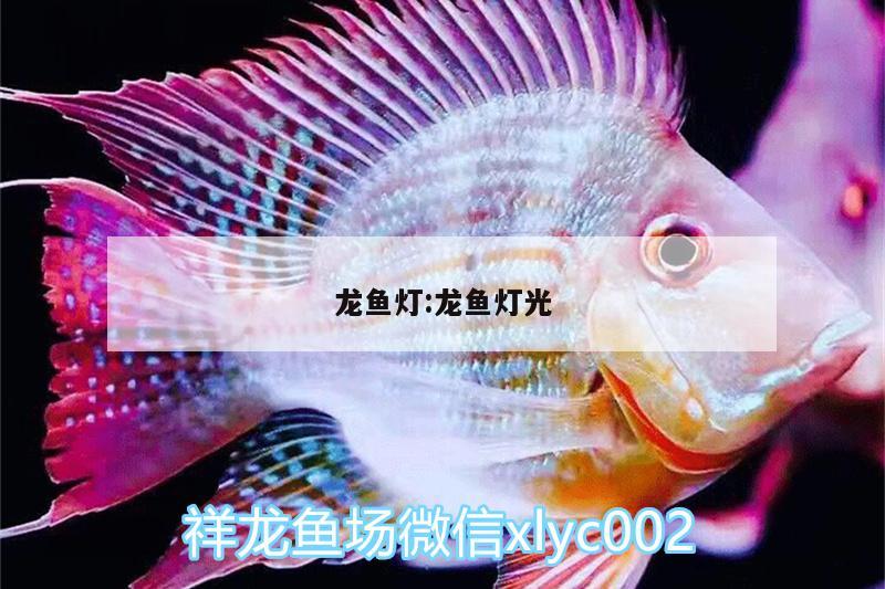 龍魚(yú)燈:龍魚(yú)燈光