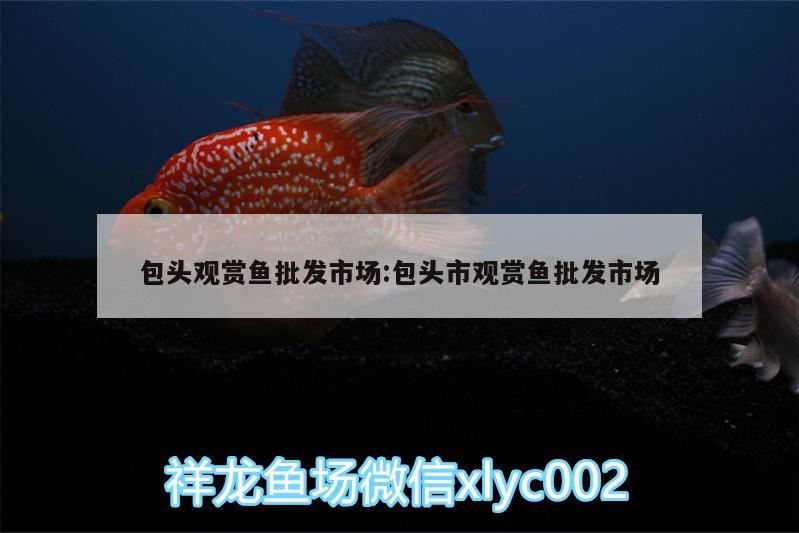 包頭觀賞魚批發(fā)市場:包頭市觀賞魚批發(fā)市場