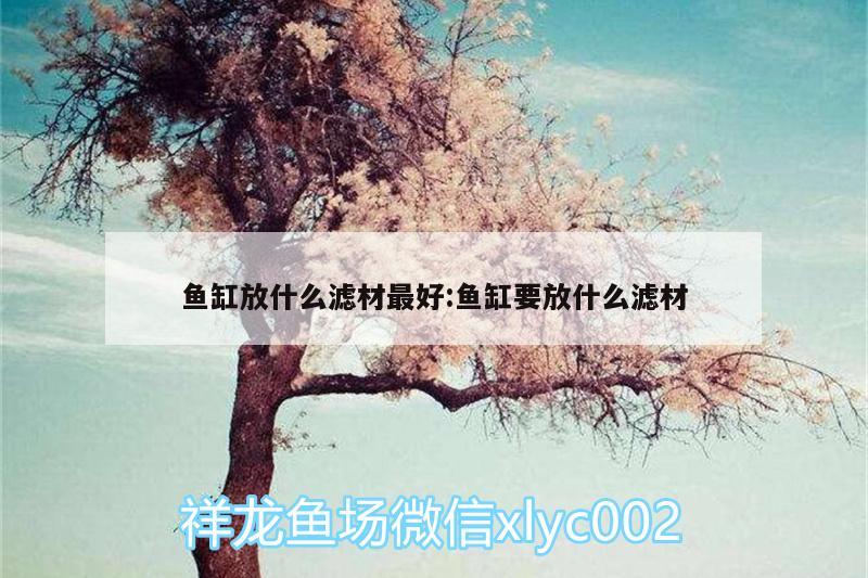 魚缸放什么濾材最好:魚缸要放什么濾材