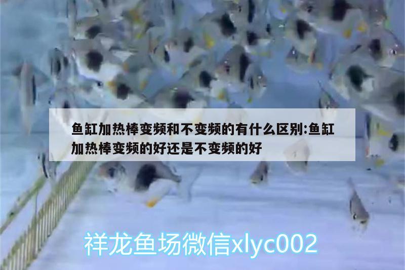 魚缸加熱棒變頻和不變頻的有什么區(qū)別:魚缸加熱棒變頻的好還是不變頻的好 白化巴西龜（白巴）