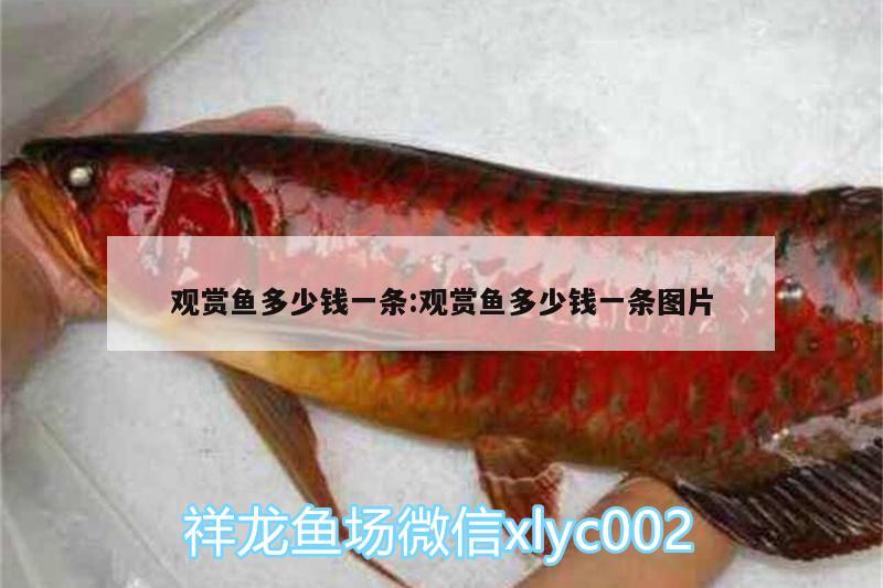 觀賞魚(yú)多少錢(qián)一條:觀賞魚(yú)多少錢(qián)一條圖片