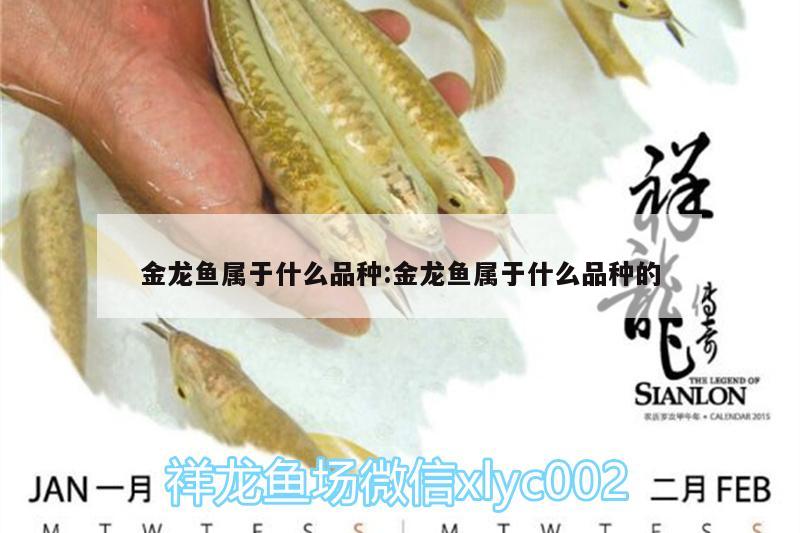 金龍魚(yú)屬于什么品種:金龍魚(yú)屬于什么品種的