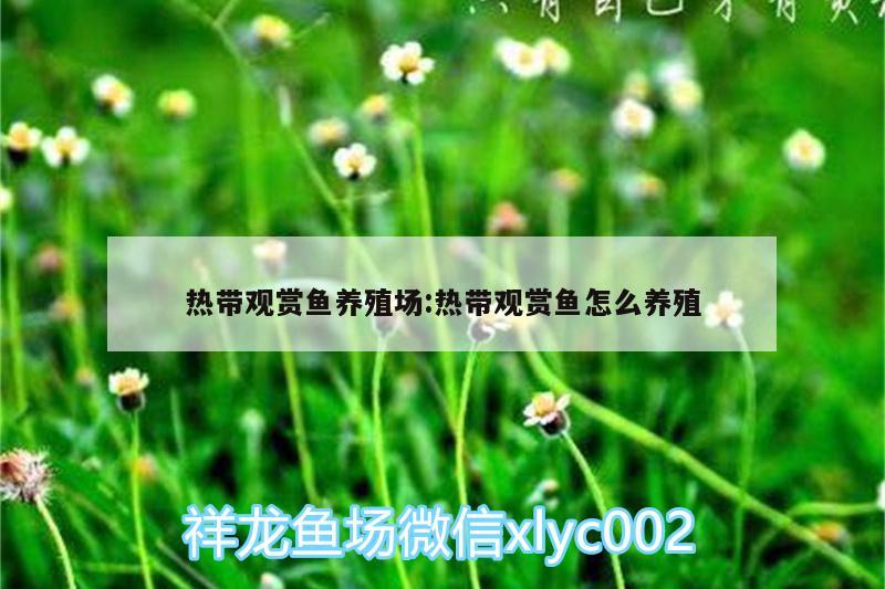 熱帶觀賞魚養(yǎng)殖場(chǎng):熱帶觀賞魚怎么養(yǎng)殖 白子關(guān)刀魚