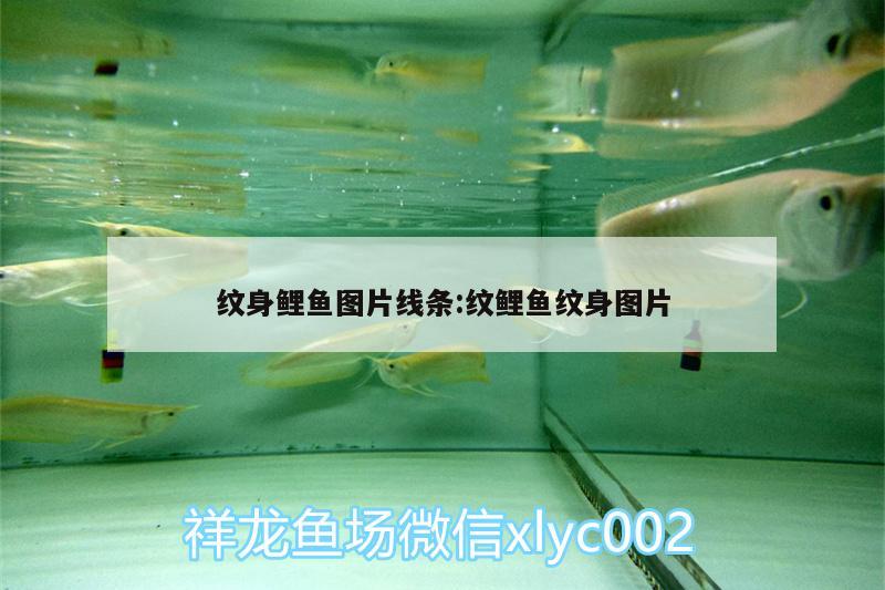 紋身鯉魚圖片線條:紋鯉魚紋身圖片 大嘴鯨魚