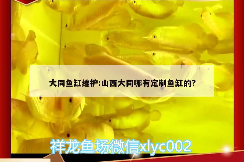 大同魚缸維護(hù):山西大同哪有定制魚缸的? 白條過(guò)背金龍魚 第2張